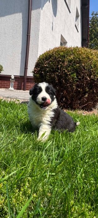Szczeniak Bolder Collie