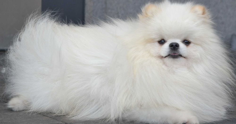 Szpic miniaturowy pomeranian piesek