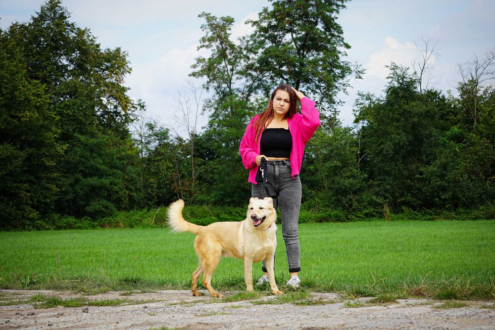 Odyn - super pies w typie labrador