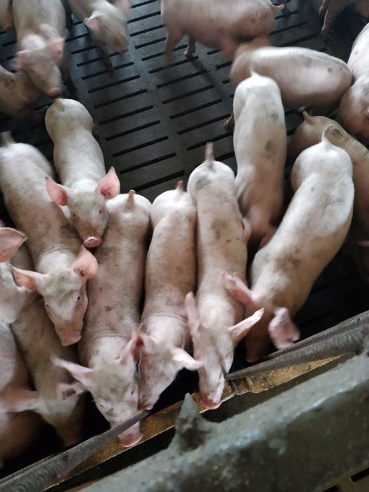 Продам поросят 12 кг бекон
