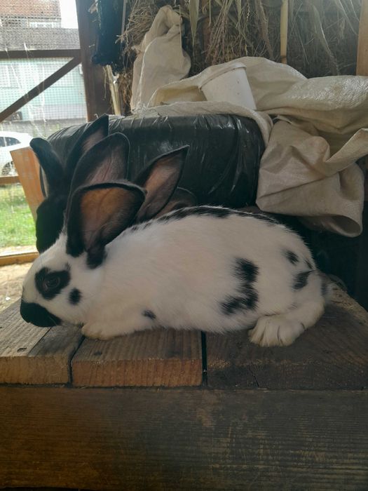 Строкач.Кролики.Кролі.