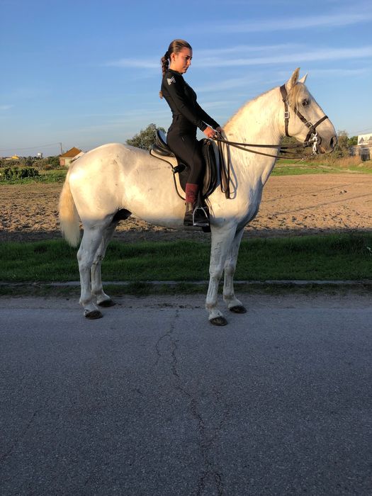 Vendo ou troco cavalo cruzada lusitano