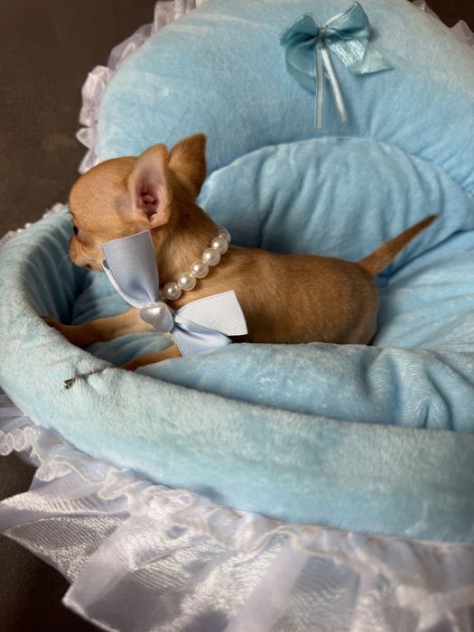 Chihuahua kremowy chlopczyk xxs