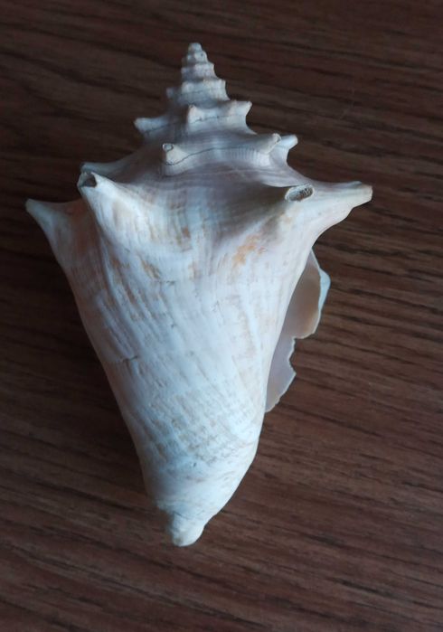 Ракушка большая  океаническая.