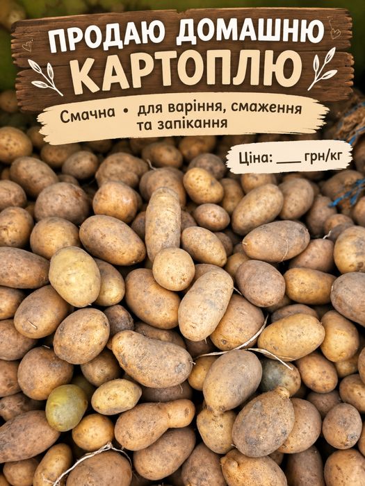 Домашня картопля велика та середня — 10 грн/кг