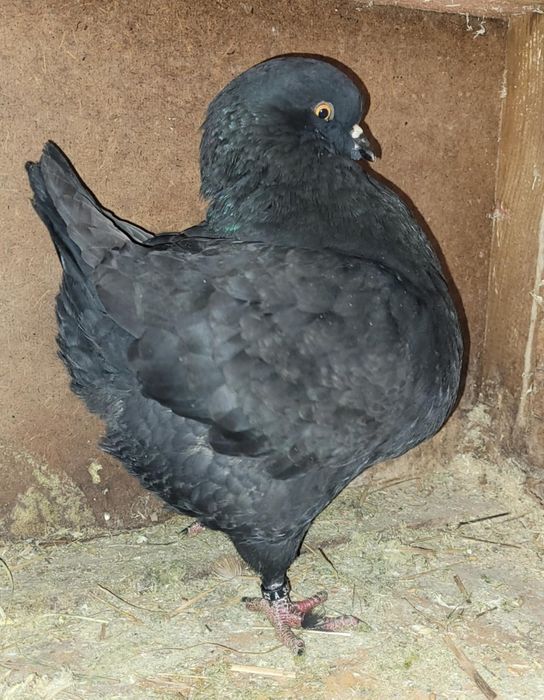 Gołębie king, kingi