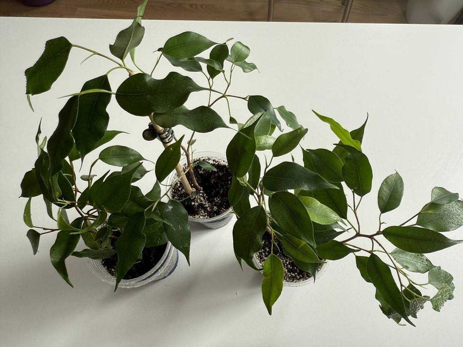 Домашні рослини (Фікус Бенжаміна, Плектрантус, Дріміопсіс, Колеус)