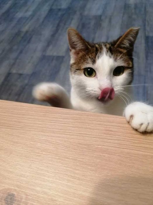 REZERWACJA Molly -śliczna spokojna młoda 2-letnia koteczka szuka domu!