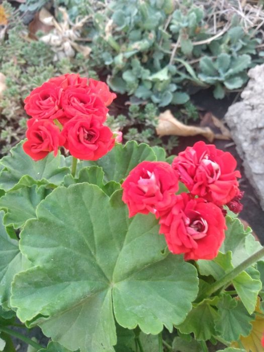 Герань, пеларгония, калачик