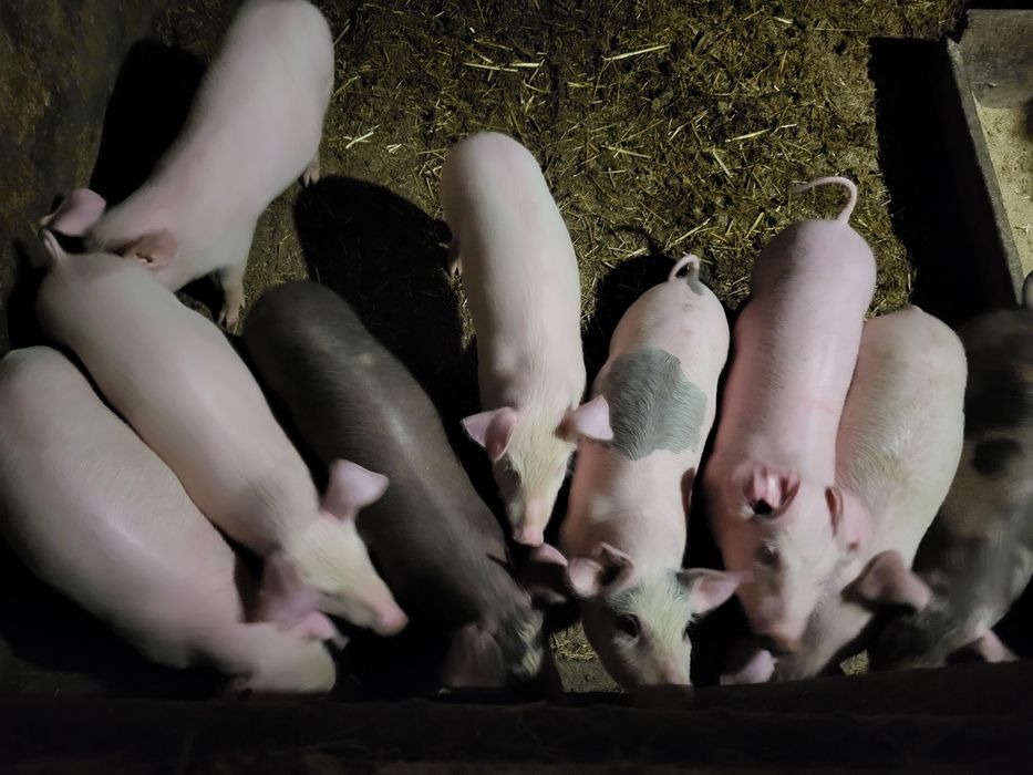 Поросята м'ясної породи 14кг Ландрас/Майстер