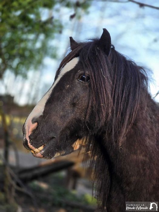 Klapcio, kucyk do darmowej adopcji