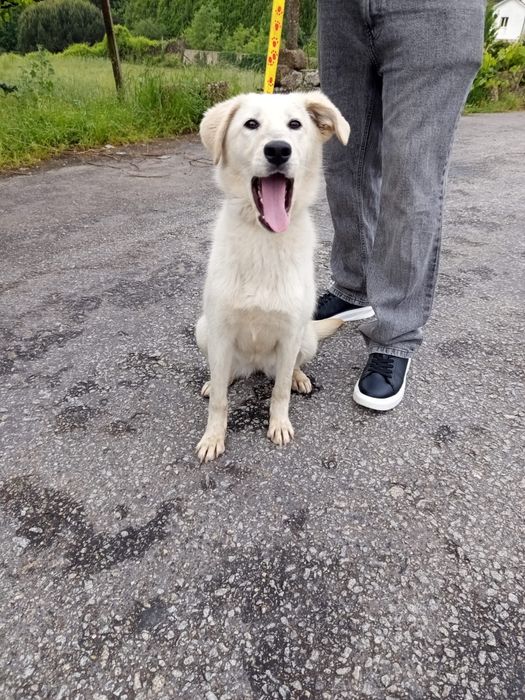 Cadelinha com 8/9 mesinhos para adopção