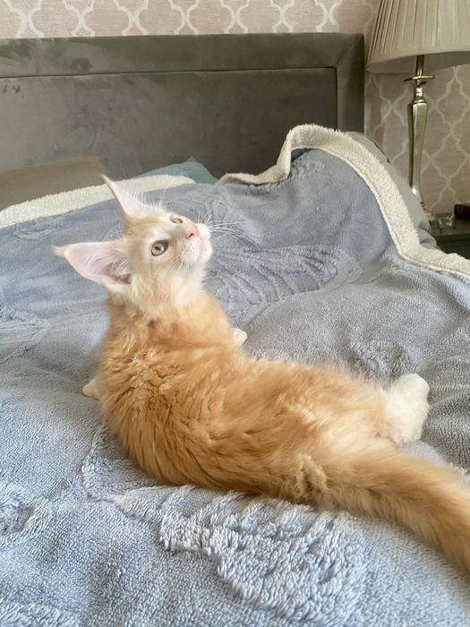 Rudy srebrzysty kocurek maine coon HULTAJ Enklawa*PL