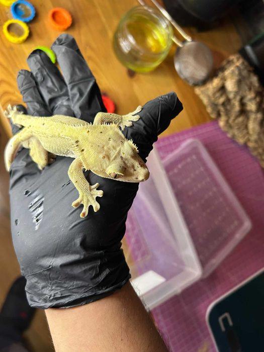 Gekon orzęsiony Light Yellow/Brown Base Dalmatian patternless samiec