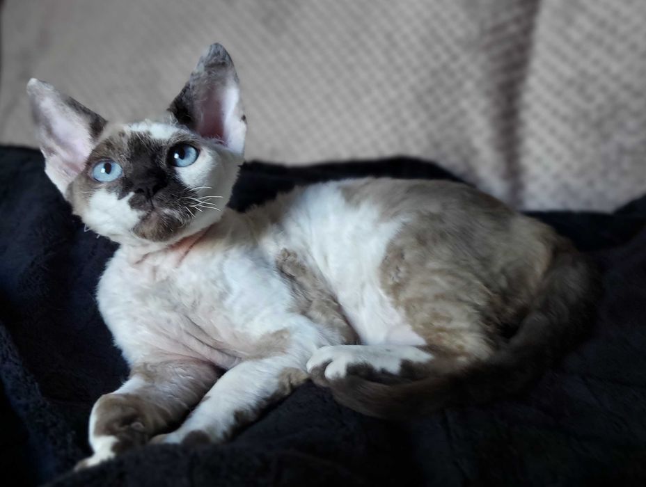 Devon Rex kocurek