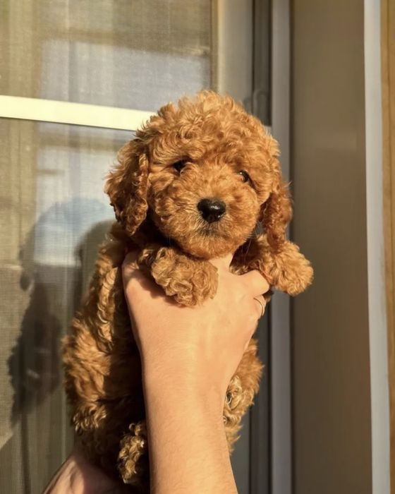 Мини и стандарт мальтипу f2 мальтіпу ф1/ пудель