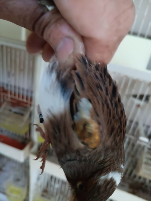 Canaria pheos bonita para venda