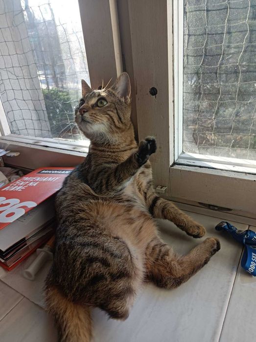 Puszek poleca się do adopcji!