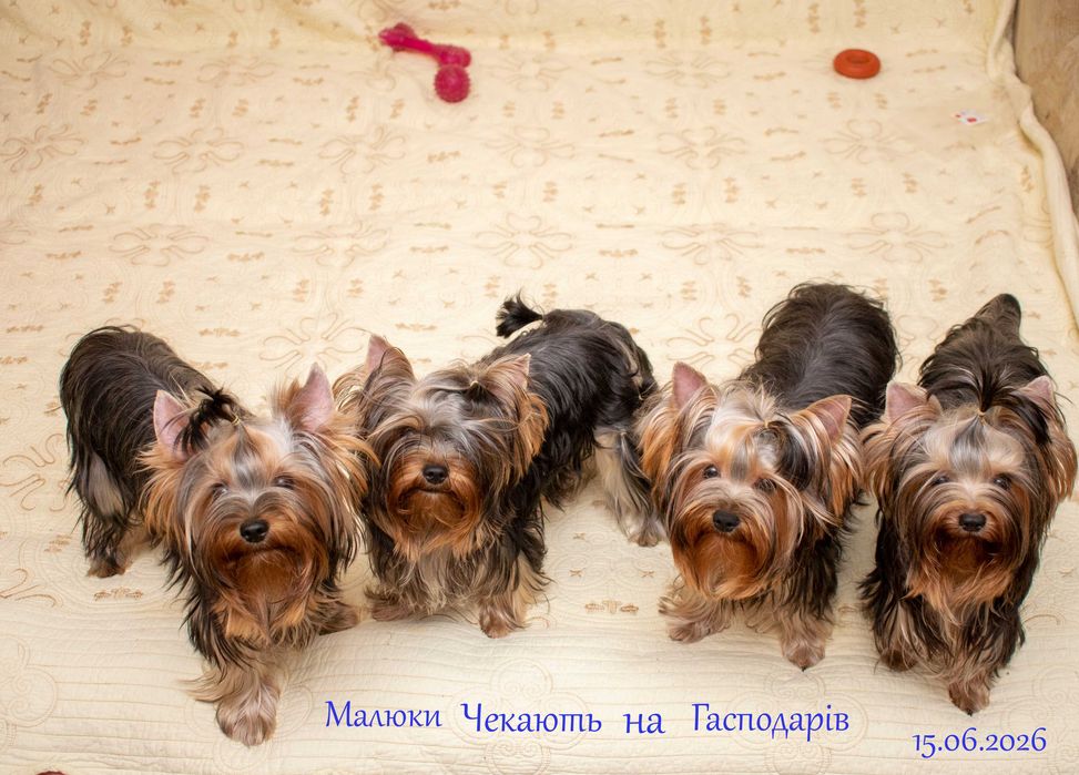 Щенки на продажу