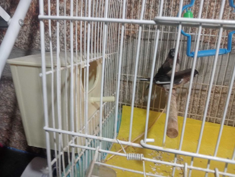 Vendo par de bengalins só 5€