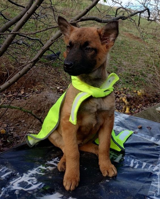 Отдам даром в добрые руки щенков