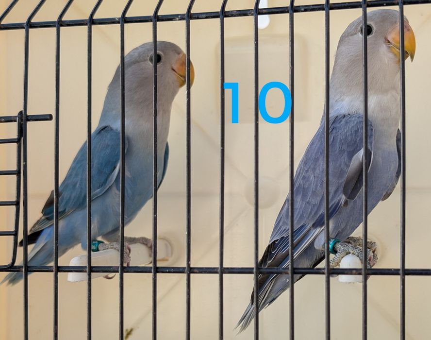 Casais de roseicollis