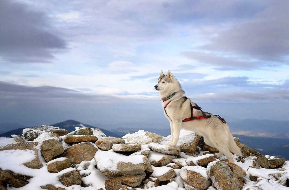 La Dam Latea FCI - Siberian Husky - szczeniak z rodowodem ZKwP