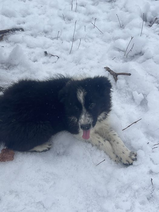 Border Collie piesek