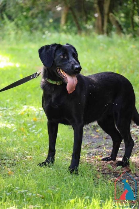 Młoda, wesoła, przyjazna, fajna sunia szuka domu