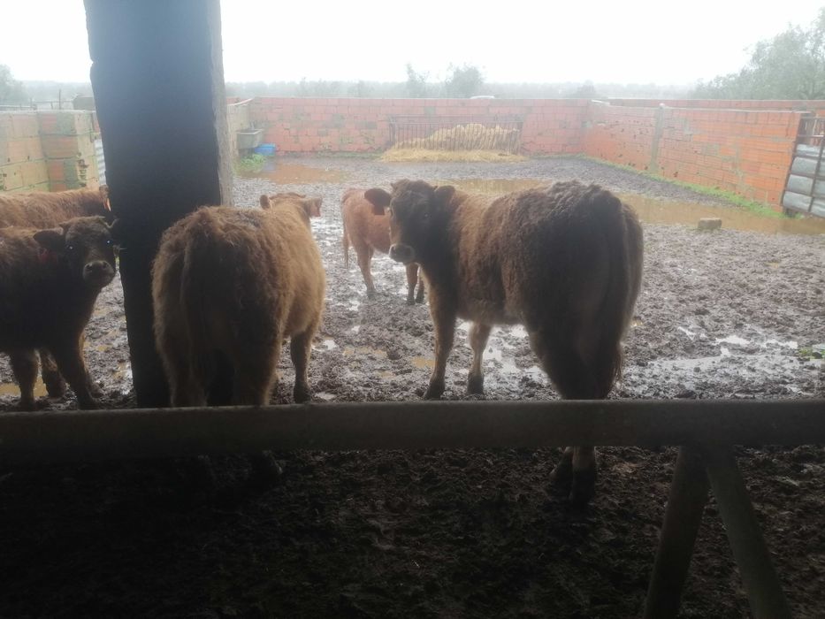 Novilho/Vitelo Limousine Puro Biológico