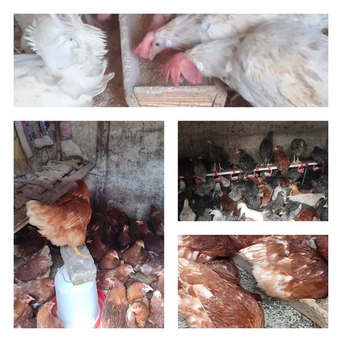 Продам кури несушки. Доставка безкоштовна! Бобровиця.