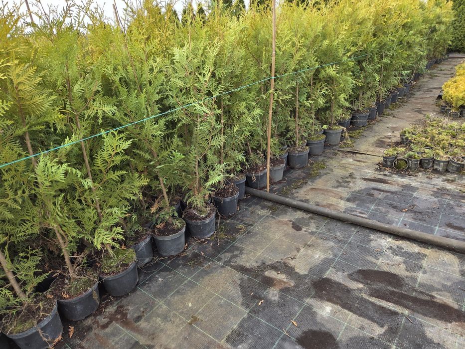 Tuja brabant doniczka 2l Wyprzedaz 80-120cm
