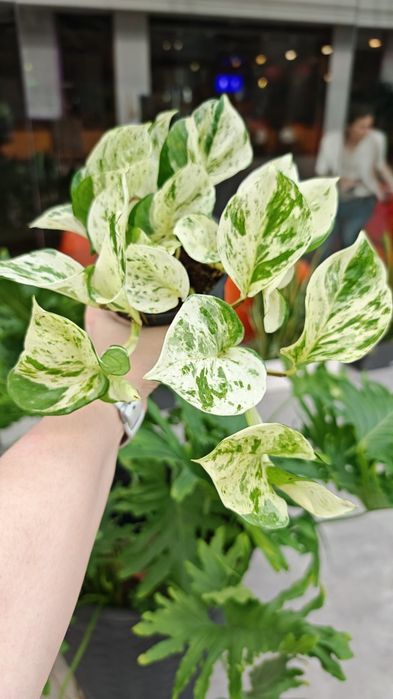 Епіпремнум Хеппі Ліф (Happy Leaf)