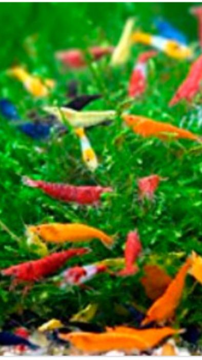 Акваріумні мохи рослини коряги все до акваріума