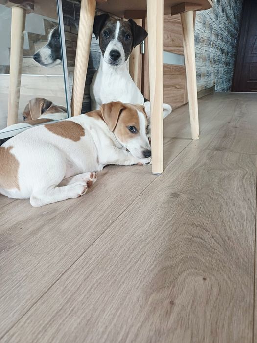 Piesek Jack Russell Terier 4 miesieczne