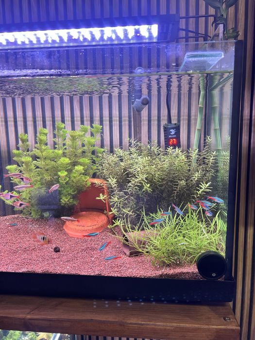 Vendo neon inesi e neon chines