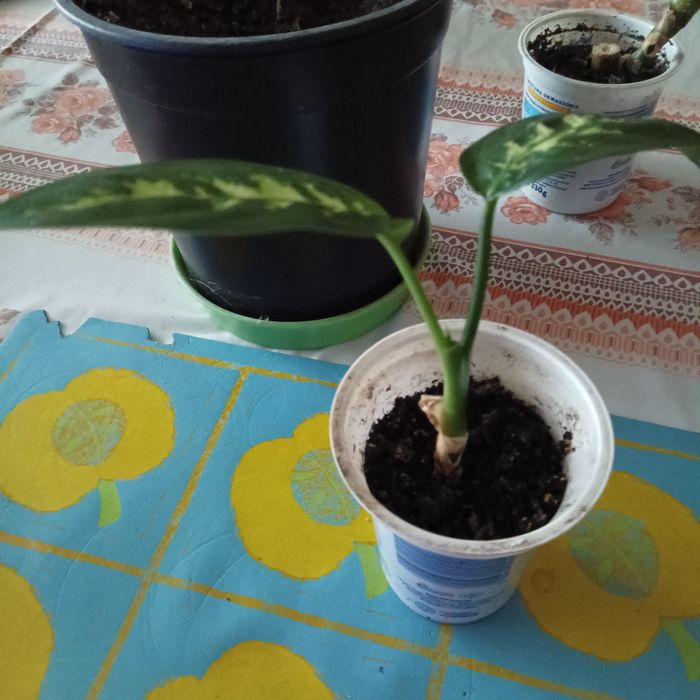 64. Diffenbachia