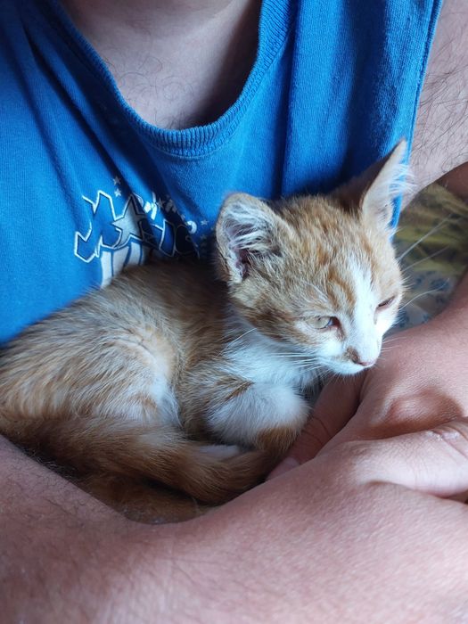 Dou gata 2 meses