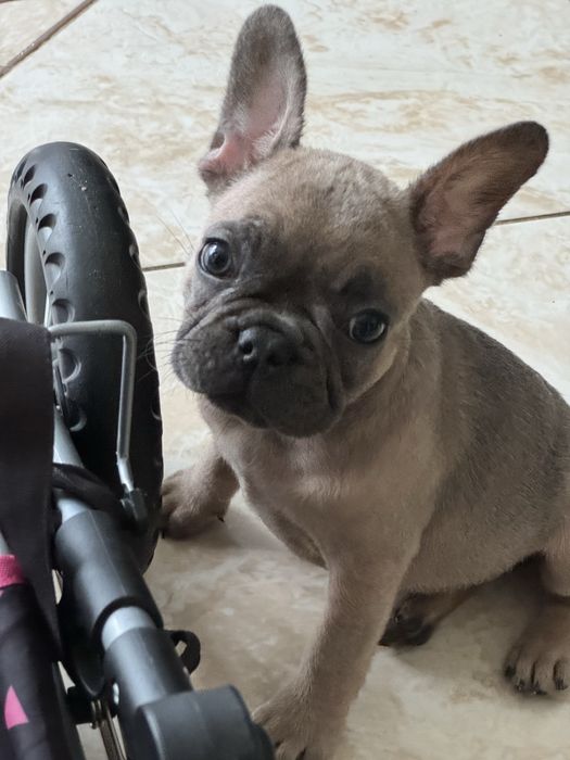 Buldog francuski suczka gotowa do odbioru
