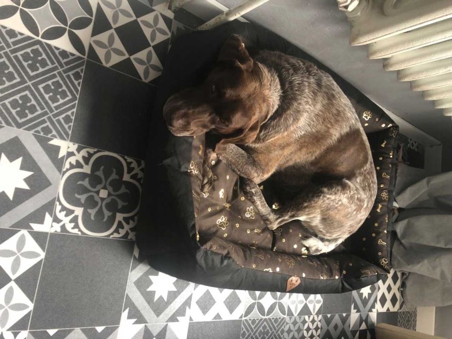 Legowisko Kojec Posłanie Wodoodporne 100x75 Cm Nowe pies kot