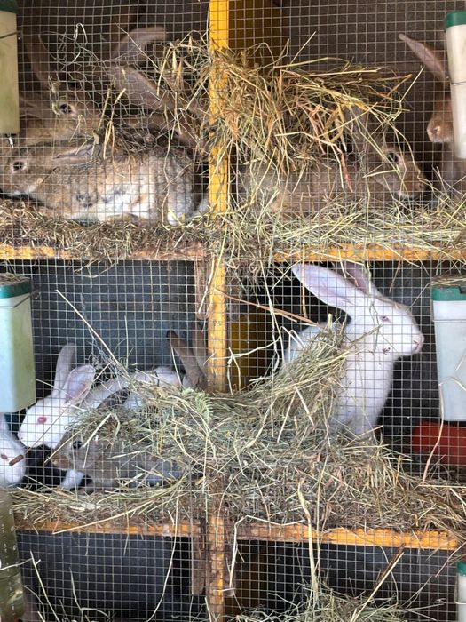 Coelhos a bom preco
