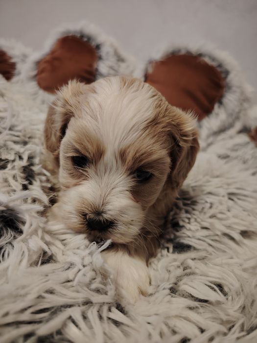 Maltipoo dziewczynka