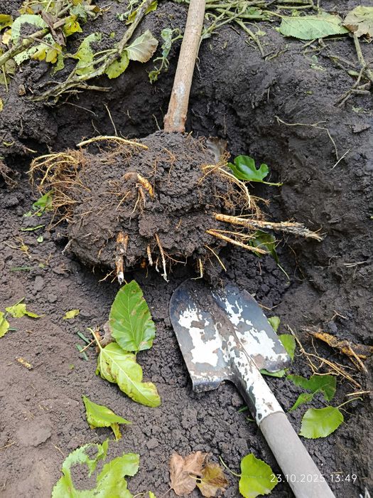 Шовковиця саджанець штамбова плакучая шелковица саженец (обмен)