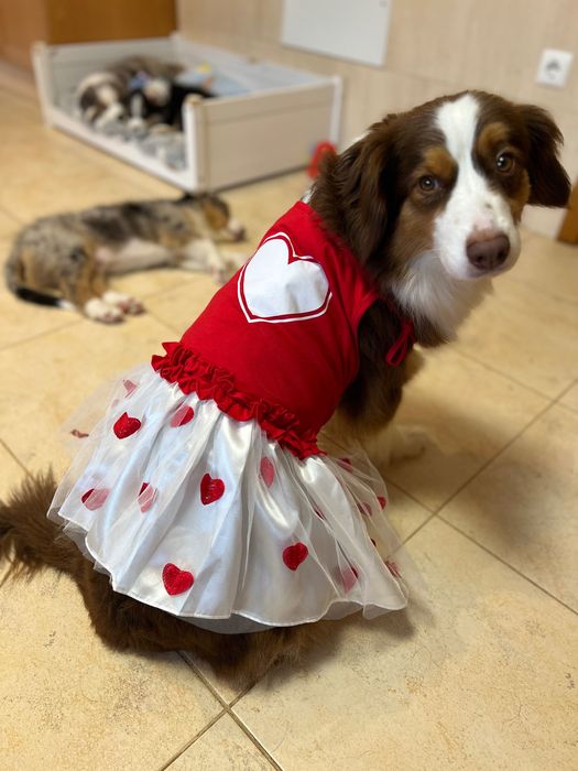 Pastor Australiano Blue Merle