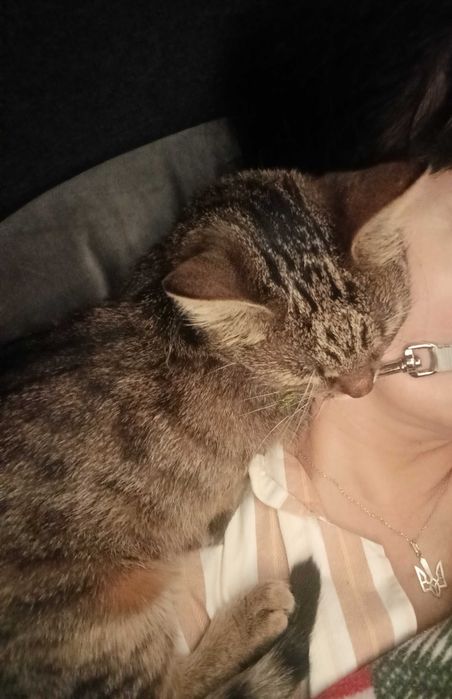 Прилаштування киці