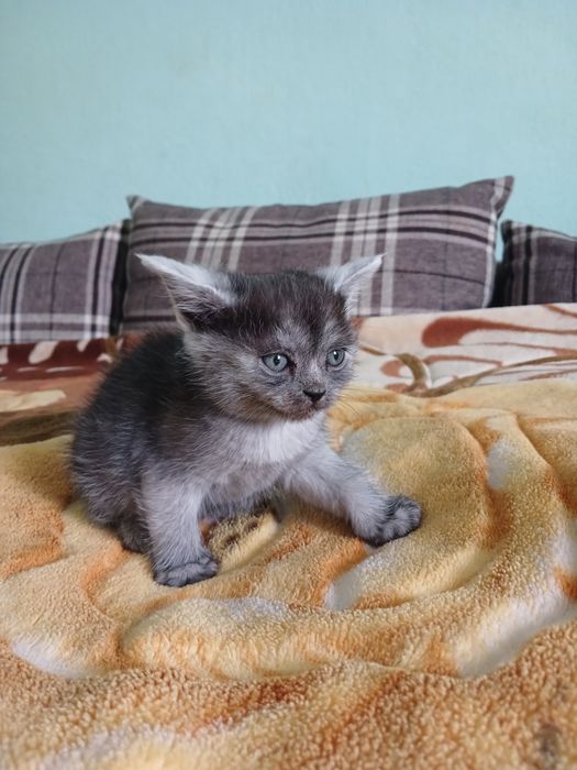 Віддамо  дівчаток в добрі руки.