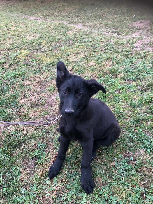 Owczarek staroniemiecki krótkowłosy czarny