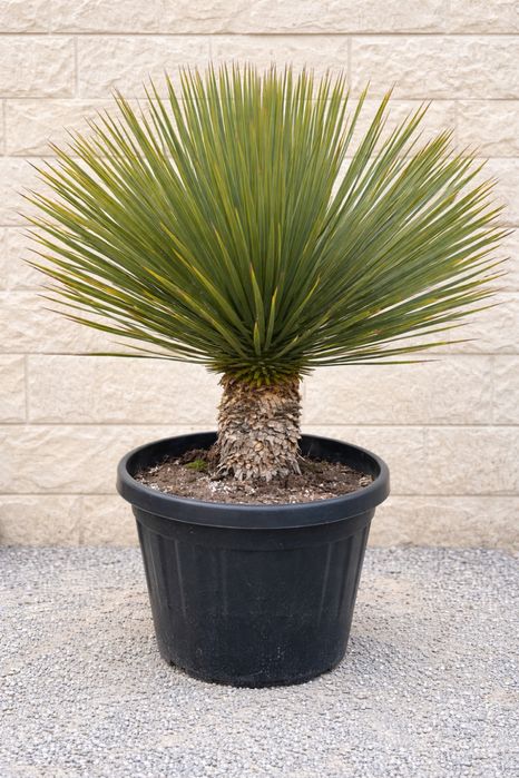 Juka Rostrata Yucca Rostrata. 75cm