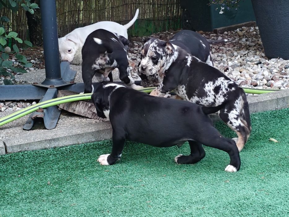 Szczenię american bully  standard  z metryką
