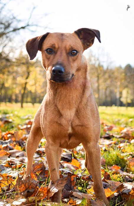 1,5 roczny delikatny psiak prosi o Dom!